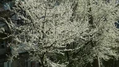 春天在<strong>白花树</strong>上的全景